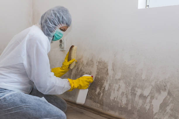 Best Attic Mold Removal  in Watkins Glen, NY