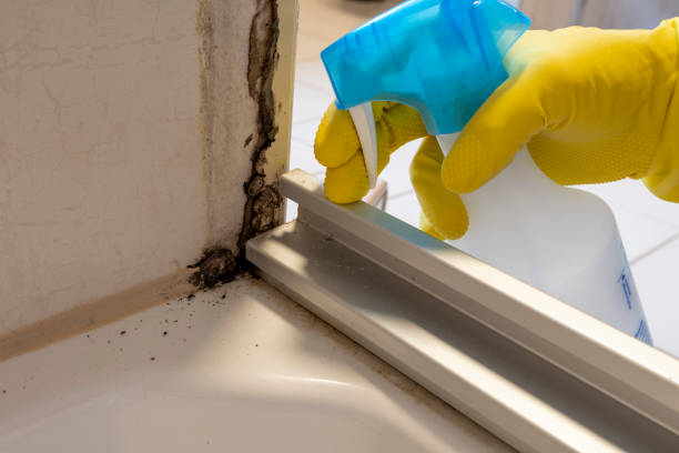 Attic Mold Removal in Watkins Glen, NY