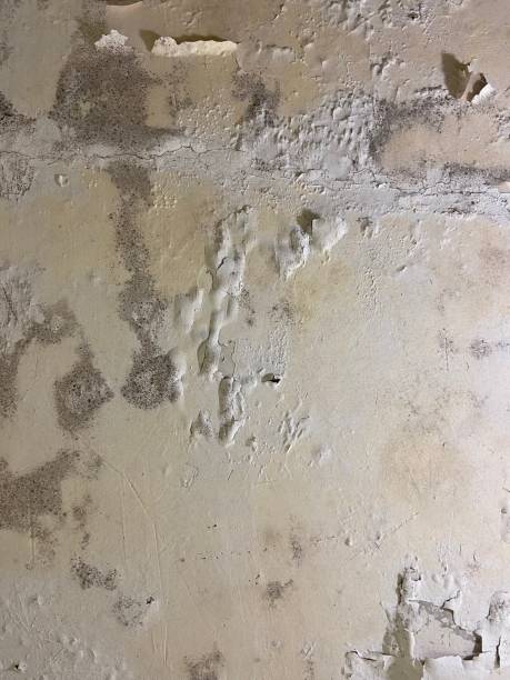 Best Office Mold Removal Services  in Watkins Glen, NY