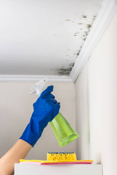 Best Black Mold Removal  in Watkins Glen, NY